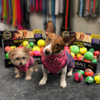 Pet Must-Haves