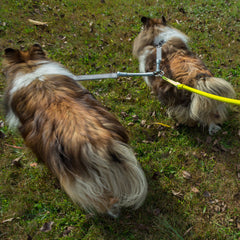 CRAZYcoupl'r - 2 Dogs on 1 Leash